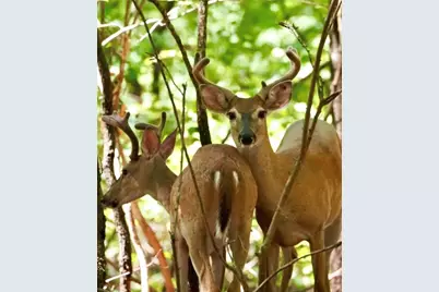 1034 Bear Paw Ridge, Dahlonega, GA 30533 - Photo 27