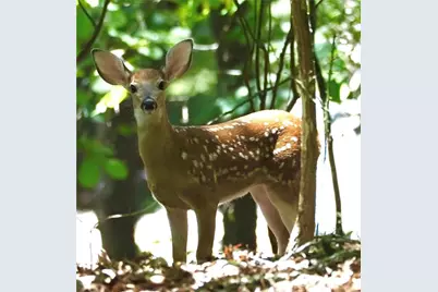 1040 Bear Paw Ridge, Dahlonega, GA 30533 - Photo 25
