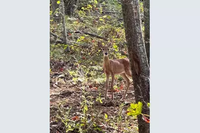 262 Corinth Five Points Road, Buchanan, GA 30113 - Photo 47