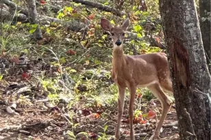 262 Corinth-Five Points Rd, Buchanan, GA 30113 - Photo 47