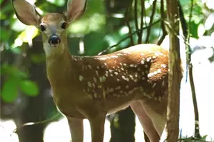 1024 Bear Paw Ridge, Dahlonega, GA 30533 - Photo 31