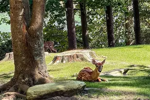 161 Broadwater Ct, Waleska, GA 30183 - Photo 11