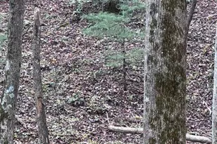 0 Ga Hwy 52, Ellijay, GA 30540 - Photo 5