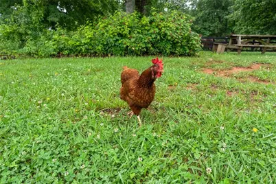 7215 Kelly Bridge Road, Dawsonville, GA 30534 - Photo 59