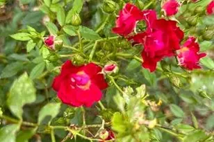 3665 Clubhouse Ln, Conyers, GA 30094 - Photo 41