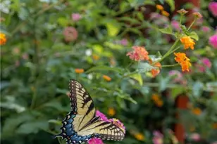 2813 W Roxboro Rd NE, Atlanta, GA 30324 - Photo 105