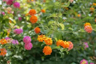 2813 W Roxboro Rd NE, Atlanta, GA 30324 - Photo 107