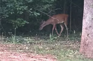 161 Meadow Lake Dr, Commerce, GA 30530 - Photo 33