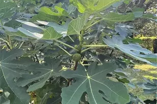 6250 Feldwood Rd, Atlanta, GA 30349 - Photo 39