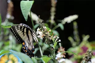 641 Dover Highlands Trl, Ellijay, GA 30540 - Photo 79