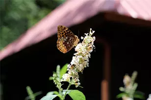 641 Dover Highlands Trl, Ellijay, GA 30540 - Photo 77