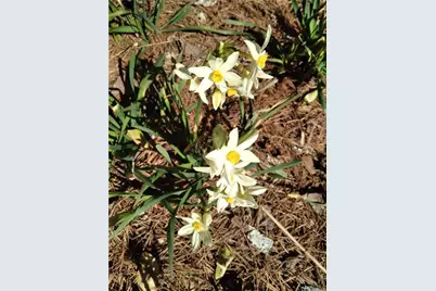 435 Old Holly Road, Roswell, GA 30075 - Photo 59