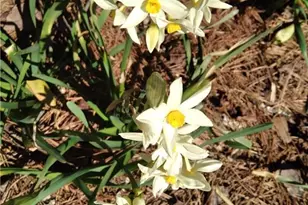 435 Old Holly Rd, Roswell, GA 30075 - Photo 59