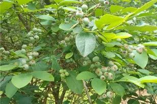 435 Old Holly Rd, Roswell, GA 30075 - Photo 77