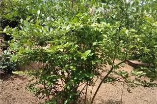 435 Old Holly Rd, Roswell, GA 30075 - Photo 17