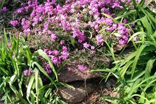 435 Old Holly Rd, Roswell, GA 30075 - Photo 91