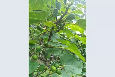 435 Old Holly Road, Roswell, GA 30075 - Photo 83