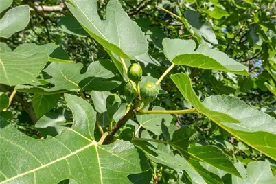 435 Old Holly Road, Roswell, GA 30075 - Photo 49