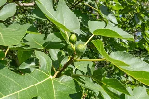 435 Old Holly Rd, Roswell, GA 30075 - Photo 49