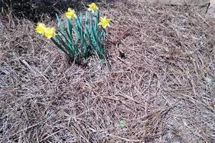 435 Old Holly Rd, Roswell, GA 30075 - Photo 87