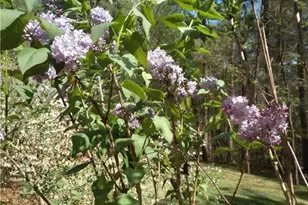 435 Old Holly Rd, Roswell, GA 30075 - Photo 89