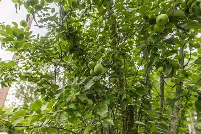 913 7th Avenue, Albany, GA 31701 - Photo 39