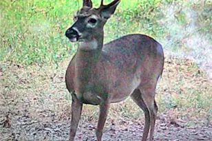 455 Cliff Nelson Rd, Taylorsville, GA 30178 - Photo 41