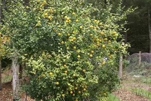 740 Little Rock Creek Rd, Cherrylog, GA 30522 - Photo 91