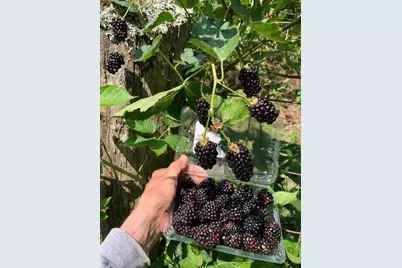 740 Little Rock Creek Road, Cherrylog, GA 30522 - Photo 89