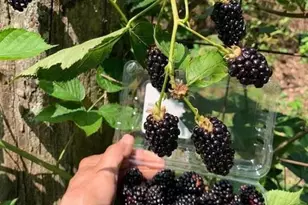 740 Little Rock Creek Rd, Cherrylog, GA 30522 - Photo 89