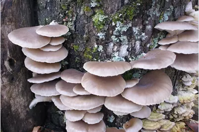 740 Little Rock Creek Road, Cherrylog, GA 30522 - Photo 97