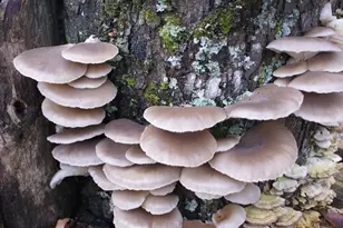 740 Little Rock Creek Rd, Cherrylog, GA 30522 - Photo 97