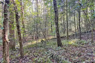 169 Dunns Rd, Dahlonega, GA 30533 - Photo 99