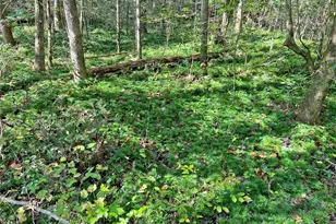 169 Dunns Rd, Dahlonega, GA 30533 - Photo 95