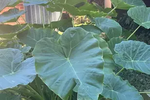 54 Church Rd, Smyrna, GA 30082 - Photo 55