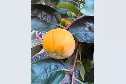 1605 Cheshire Court, Lawrenceville, GA 30043 - Photo 57