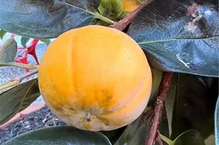 1605 Cheshire Ct, Lawrenceville, GA 30043 - Photo 57