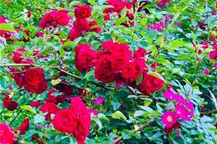 1509 High Point Rd, Bowdon, GA 30108 - Photo 61