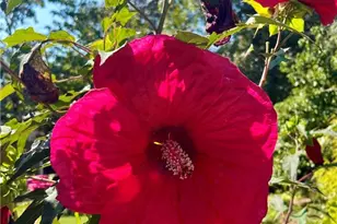 665 Island Shoals Rd, Covington, GA 30016 - Photo 7