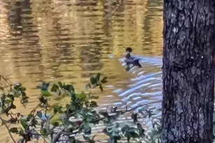 382 Pocaset Dr, Ellijay, GA 30540 - Photo 63