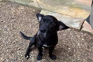 1654 A Ward Mountain Rd, Rome, GA 30161 - Photo 53