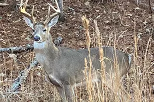 121 Moose Loop, Waleska, GA 30183 - Photo 45