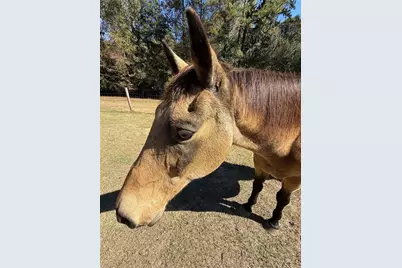 7790 Atlanta Newnan Road, Chattahoochee Hills, GA 30268 - Photo 3