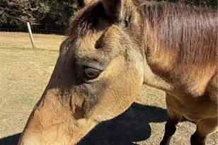 7790 Atlanta Newnan Rd, Chattahoochee Hills, GA 30268 - Photo 3