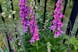 711 Ashley Wilkes Way, Loganville, GA 30052 - Photo 57