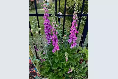 711 Ashley Wilkes Way, Loganville, GA 30052 - Photo 51