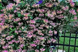 711 Ashley Wilkes Way, Loganville, GA 30052 - Photo 55