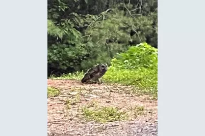 1240 Emery Creek Road, Chatsworth, GA 30705 - Photo 35