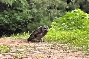 1240 Emery Creek Rd, Chatsworth, GA 30705 - Photo 35