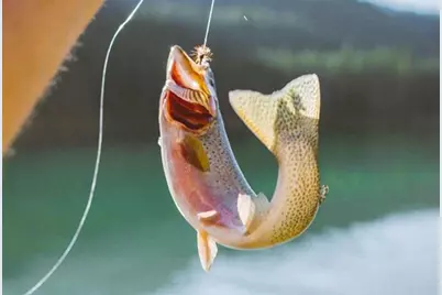 1240 Emery Creek Road, Chatsworth, GA 30705 - Photo 41